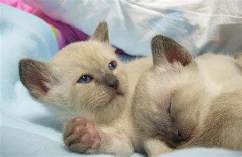 Baby Siamese Kittens Photopng Hi Res 720p Hd