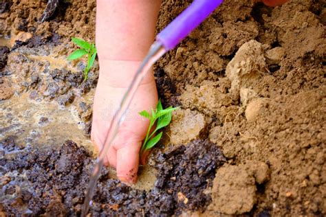 Hands Of A Woman Watering Vegetable Seedlings In The Garden Stock Photo
