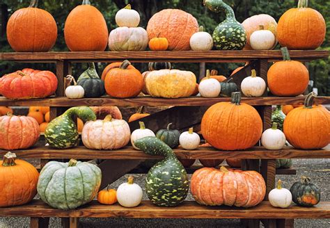 How To Grow Pumpkins Tips For Beginners