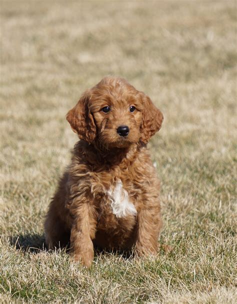 Mini Goldendoodle For Sale Loudonville Oh Male Anson Ac Puppies Llc