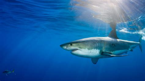 Sharks Use Earths Magnetic Field To Navigate The Seas Science Aaas