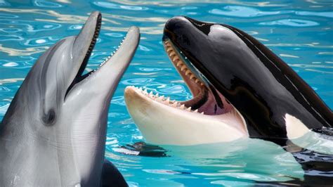 Canada Is About To Ban Dolphin And Whale Captivity Livekindly