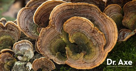 50 Unbelievable Benefits Of Turkey Tail Ultimate Guide 2024