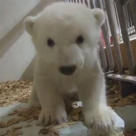 Video Polar Bear Cub Gets Her First Checkup Abc News