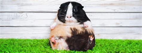 50 Great Names For Guinea Pigs Petsoid