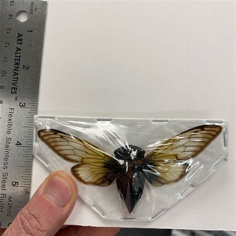 Cicada Crytotympana Fumipennis Papered Specimen Nātür Showroom