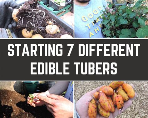 Starting 7 Different Edible Tubers Gardens For Life