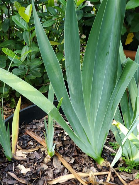 Botany Professor: The folded leaves of Iris