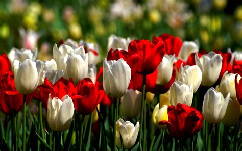 Beautiful Tulip Garden Wallpapers Flower Tulip Pinterest Tulips