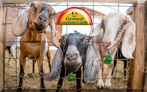 Goat Farming Business Guide Growel Agrovet Private Limited