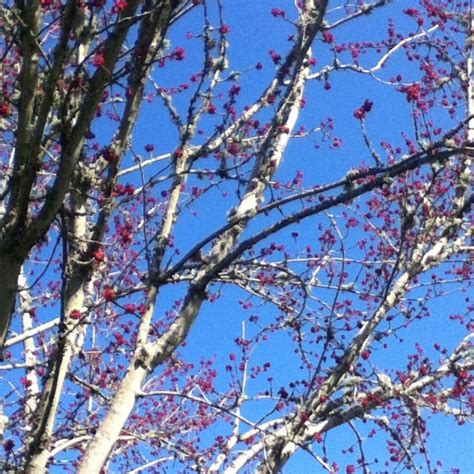 Red Buds On Maple Tree Against The Blue Sky Spring Yes Kawartha