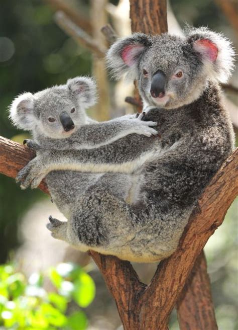 Mamá Koala Y Su Bebe Animaux Mignons Bébés Animaux Animaux Australie