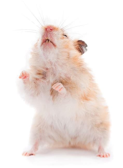 Standing Hamster Stock Image Image Of Pets Animal Whisker 30079219