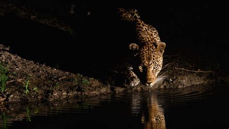 Night Leopard Bing Wallpaper Download