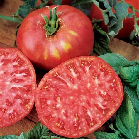 Tomato Seeds Heirloom Brandywine Pink Fruited In 2021 Heirloom
