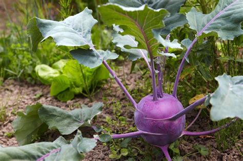 Genau dann ist das gemüse genau das richtige, denn in der gesunden. Kohlrabi | Gemüse pflanzen, Gemüseanbau, Kohlrabi