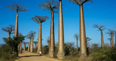 baobab tree madagascar source getty images the baobab tree is instantly recognizable thanks to