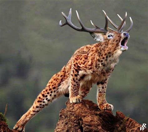 Deertah Photoshopped Animals Fake Animals Animal Mashups