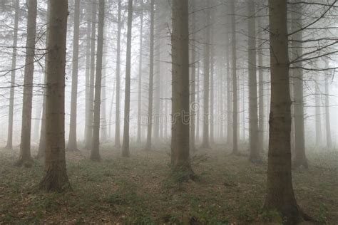 Haunted Forest In A Foggy Day Stock Image Image Of Mist Mysterious