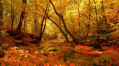 Fall Foliage Forest Nature Stream Hd Nature Wallpapers Hd Wallpapers