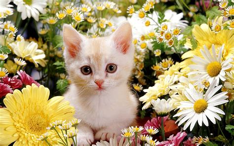 100 Hình Ảnh Con Mèo Đẹp Và Cute Nhất 2023