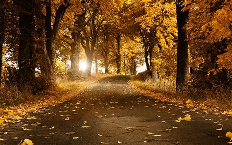 Wallpaper Sunlight Trees Forest Fall Leaves Night Nature Grass