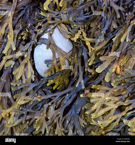 Bladder Wrack Seaweed On The Dorset Coast Uk Stock Photo Alamy
