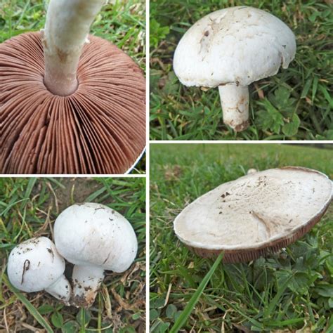 Field Mushrooms Again Keep ‘em Coming The Mushroom