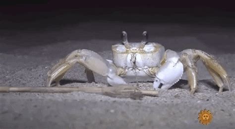 Animated Gif Crab