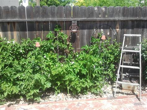 This is the first phase of my 36′ long tomato trellis or permanent tomato cage structure. DIY obelisks=upsidedown tomato cages topped with ...