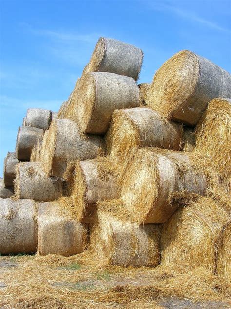 Stacked Rolled Hay Bales Stock Image Image Of Feed Fever 2389465