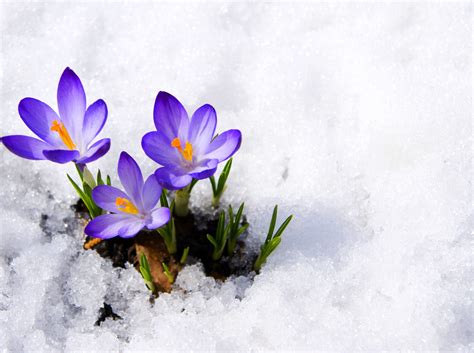 Wallpaper Bud Primrose Snow Spring Flower сrocus Desktop Wallpaper