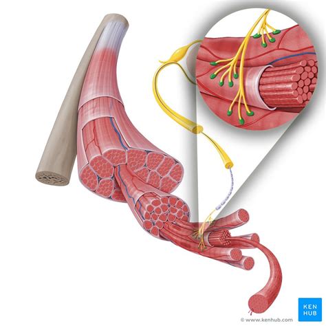 Neuromuscular Junction Parts Structure And Steps Kenhub