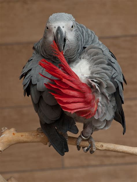 Fileafrican Grey Parrot Wikimedia Commons