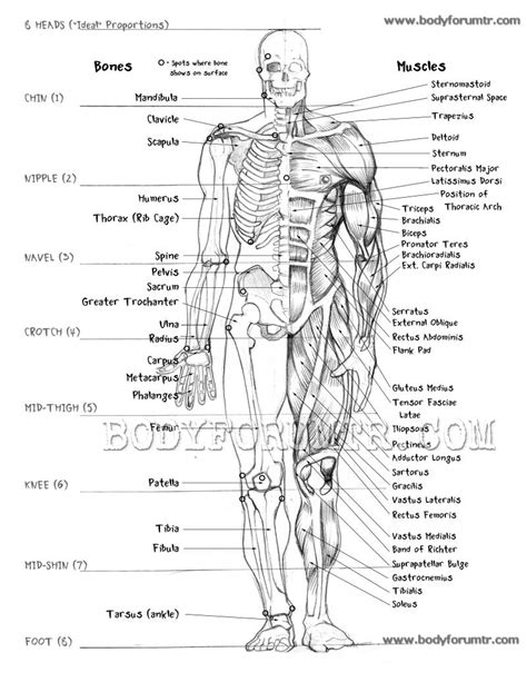 Be sure to check the flash card list given in class. PAÜ'DE YAŞAM: DERS :ANATOMİ