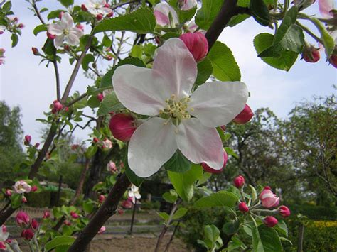 Apple Blossoms Flowers Photo 25785553 Fanpop