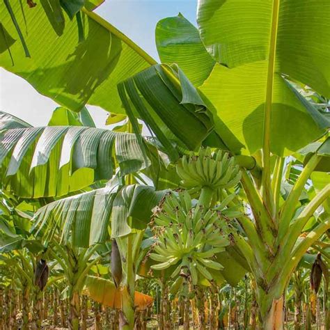 Banana Tree Leaves Turning Brown A Comprehensive Guide