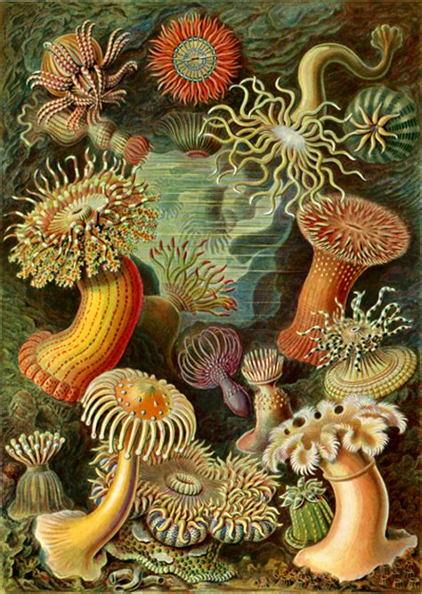 Ernst Haeckels Art Forms In Nature Sam Woolfe