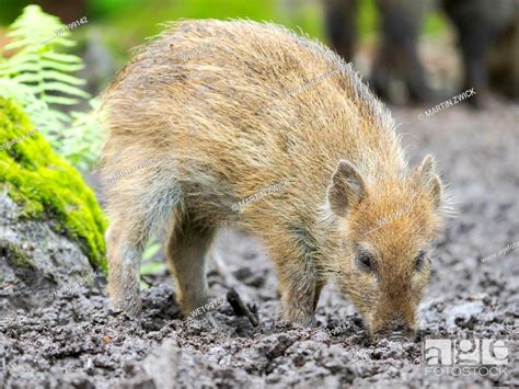 Young Boar Piglet Wild Boar Sus Scrofa In Forest National Park