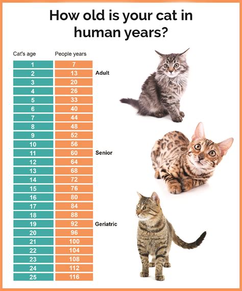 what is a cats age in human years ellery apple s blog