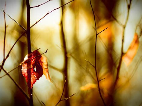 Leafless Twigs Macro Photography Wallpaper Preview