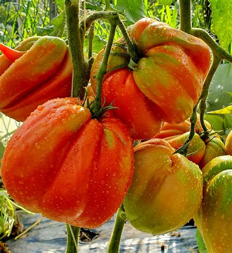 Red Tomatoes Aunt Swarlos Polish Plum Tomato