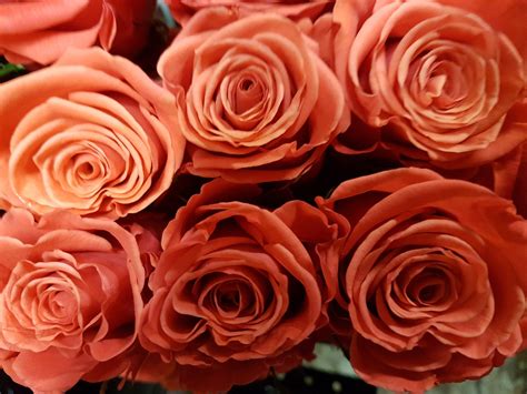 Where To Buy Bulk Roses For Your Wedding Or Event A Comprehensive Guide
