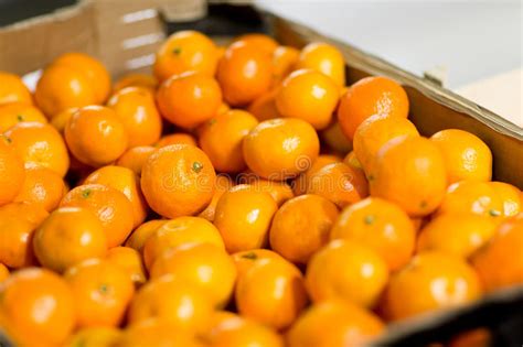 Ripe Mandarins At Food Market Or Farm Stock Image Image Of Concept