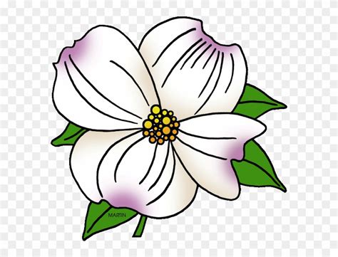 ️north Carolina State Flower Coloring Page Free Download