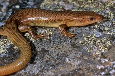 California Skinks Eumeces Plestiodon