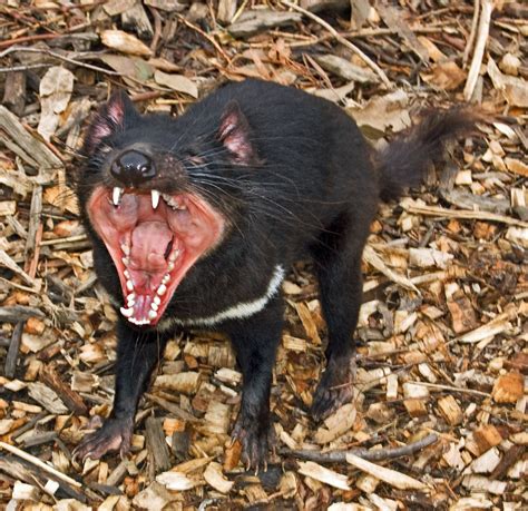 Tasmanian Devil Images Tasmanian Devil Devils Tasmania Demonio El Diablo Dftd Australia