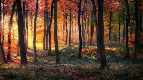 1920x1080 Nature Landscape Trees Forest Branch Fall Sun Rays Leaves