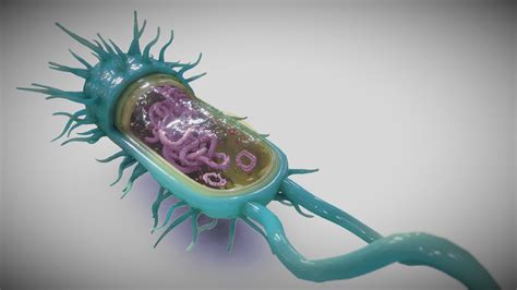 Bacterial Cell Structure Buy Royalty Free 3d Model By Ebers 42439ed