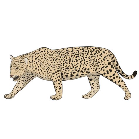 How To Draw A Jaguar Easy Drawing Art
